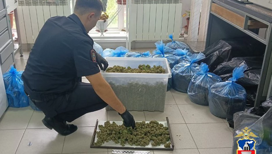 Полиция Алтайского края задержала наркоплантатора, выращивавшего коноплю в морских контейнерах.