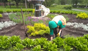 Начали засаживать цветники в Барнауле