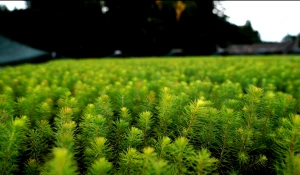В новом лесосеменном центре выращивают посадочный материал для лесовосстановления.