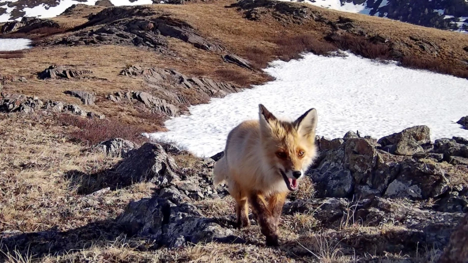 Лиса в Алтайском заповеднике.