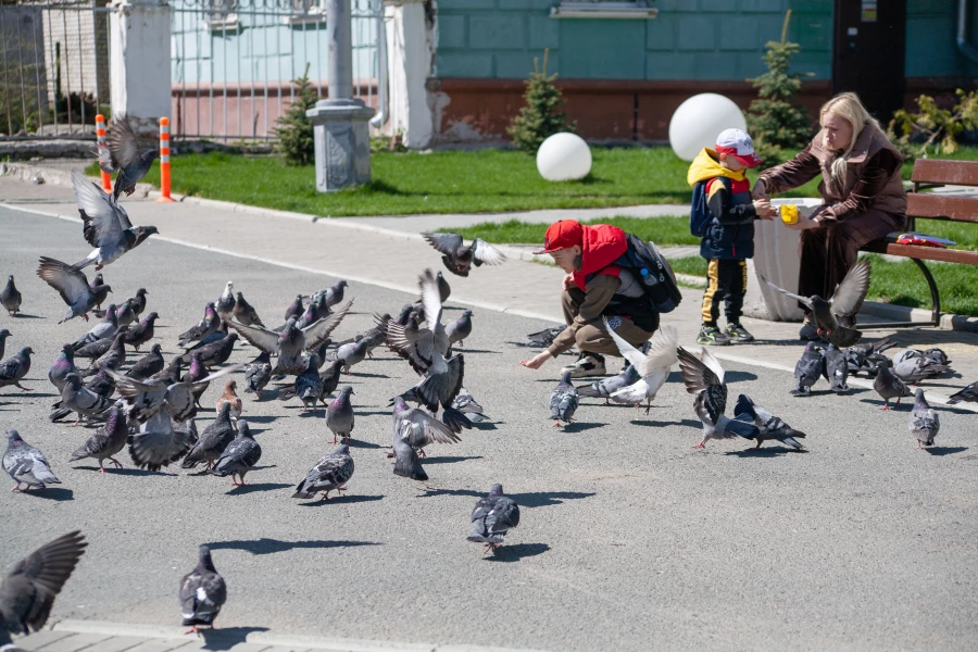 Май в Барнауле, 2025 год.