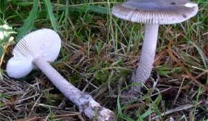 Поплавок, или мухомор крошащийся