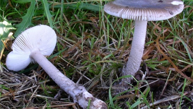 Поплавок, или мухомор крошащийся