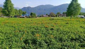 Яркие огоньки цветов украсили зеленые алтайские поляны. 