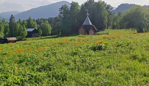 Яркие огоньки цветов украсили зеленые алтайские поляны. 