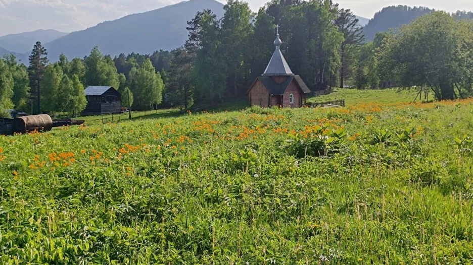 Яркие огоньки цветов украсили зеленые алтайские поляны. 