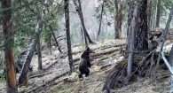 Медведи в Алтайском заповеднике.