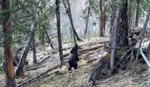 Медведи в Алтайском заповеднике.