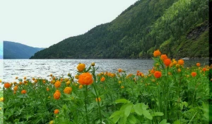 Огоньками зацвела азиатская купальница на Алтае