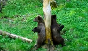 В Алтайском заповеднике медвежата «сдают экзамен» матери