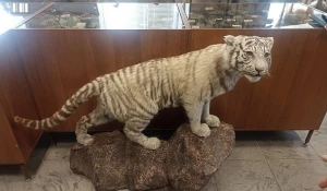  Чучело бенгальского тигра.

