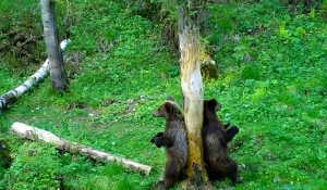 Медвежата ставят метки на дереве.