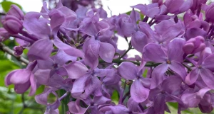 Барнаульская сирень.