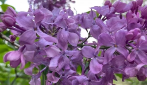 Барнаульская сирень.