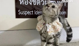 В Таиланде арестовали кошку.