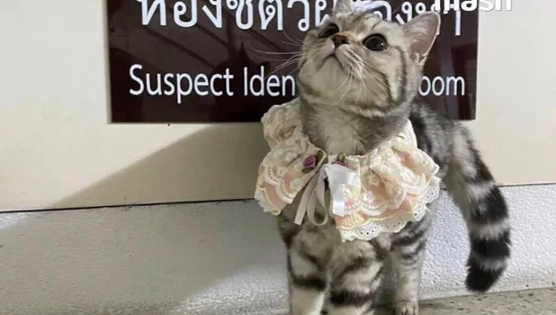 В Таиланде арестовали кошку.