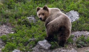 Бурый медведь в Тигирекском заповеднике 