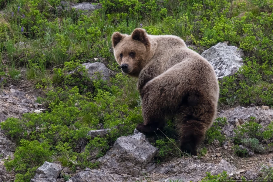 Бурый медведь в Тигирекском заповеднике 