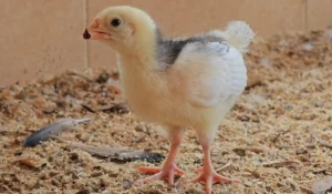 Утята и цыплята готовятся ко встрече с гостями в зоопарке