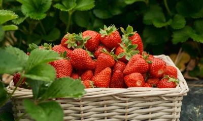5 секретов богатого урожая клубники