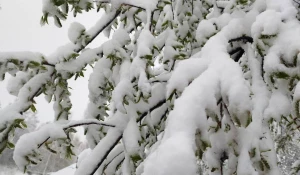 Снег выпал в регионе России в конце мая