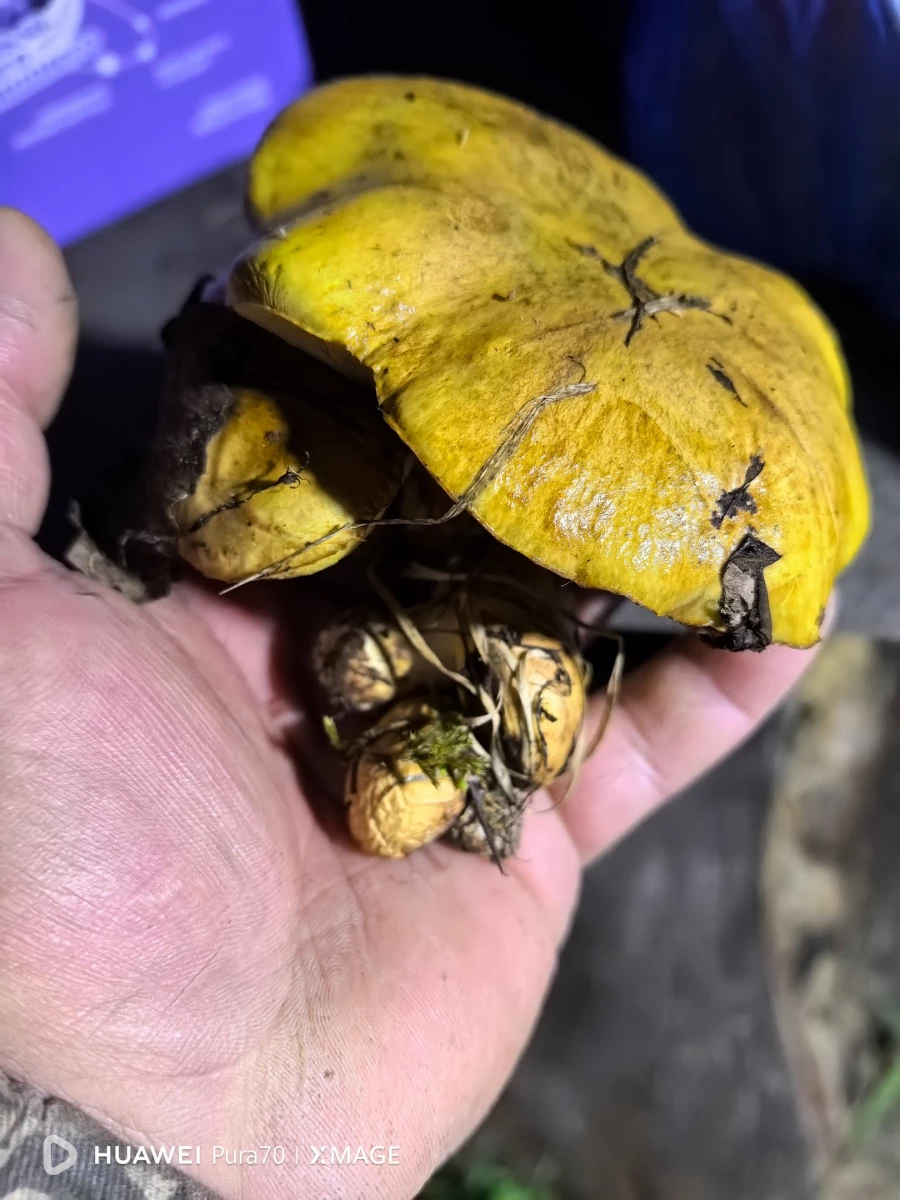 Грибы в Алтайском крае.