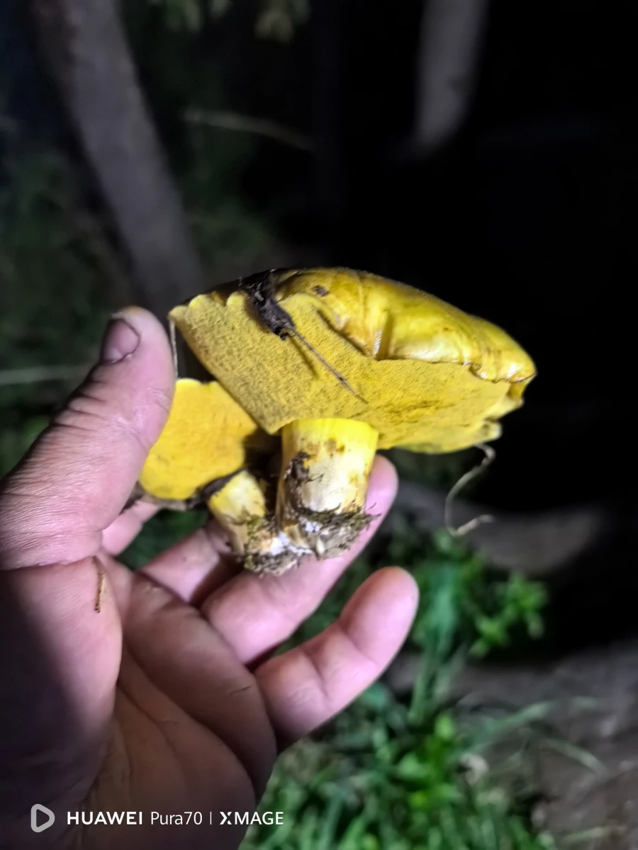 Грибы в Алтайском крае.