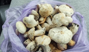 Грибы в Алтайском крае.