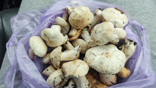 Грибы в Алтайском крае.