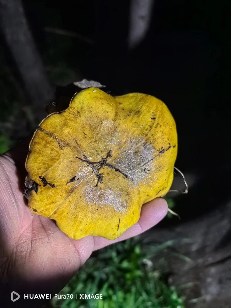 Грибы в Алтайском крае.