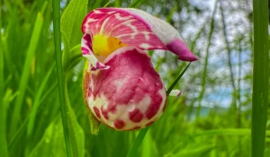 Орхидеи в Алтайском заповеднике.