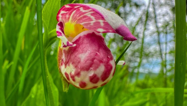 Орхидеи в Алтайском заповеднике.