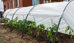 Защита рассады.