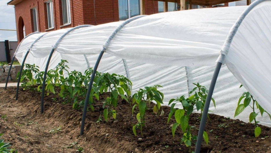 Защита рассады.