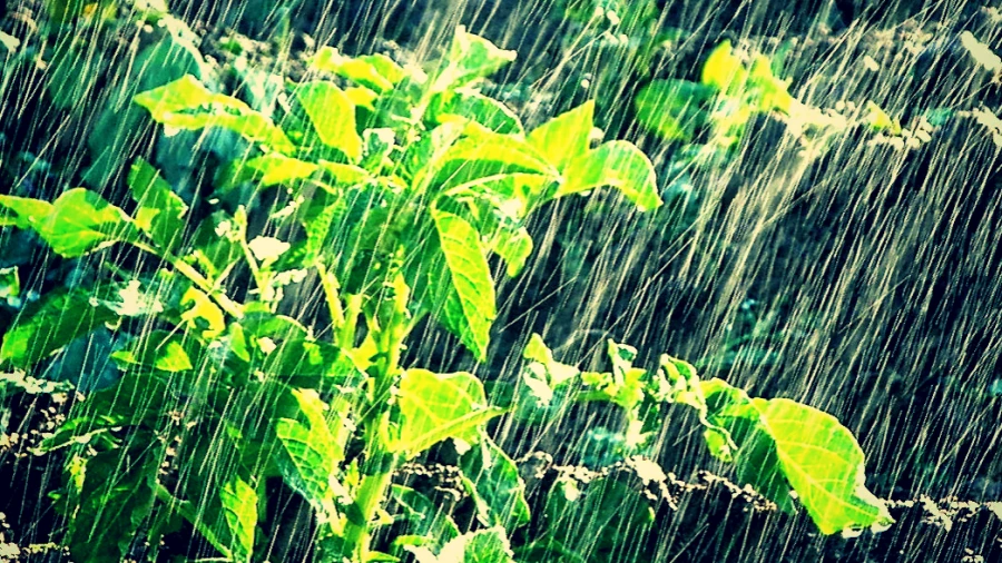 Защита рассады.