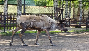 Линька у животных.