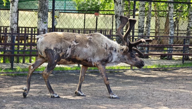 Линька у животных.