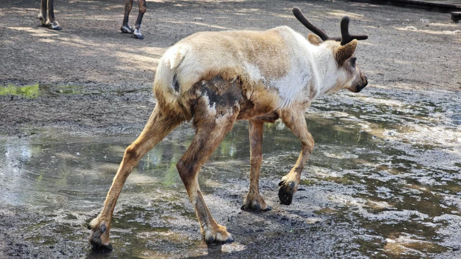 Линька у животных.