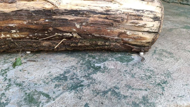 Неизвестный совершил «хладнокровное покушение» на редкого леопарда в зоопарке.