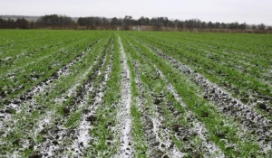 Заморозки на почве 