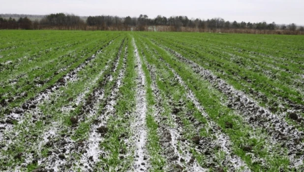 Заморозки на почве 