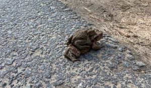 Волонтерская акция «Дорогу амфибиям».