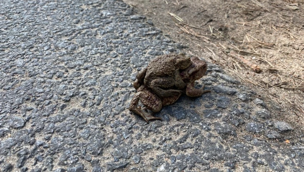 Волонтерская акция «Дорогу амфибиям».