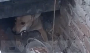Волонтеры и сотрудники МЧС спасли собаку-маугли из подземного бункера.