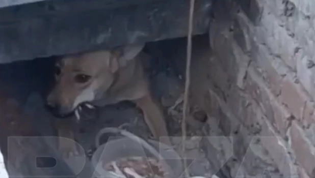 Волонтеры и сотрудники МЧС спасли собаку-маугли из подземного бункера.