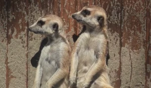 Сурикаты в Барнауле.