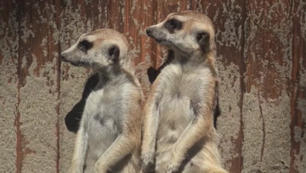 Сурикаты в Барнауле.