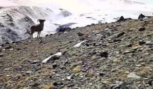 Самка горного барана устроила театр теней в алтайском заповеднике