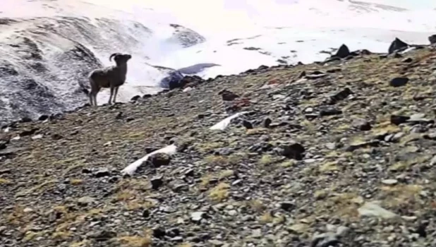 Самка горного барана устроила театр теней в алтайском заповеднике