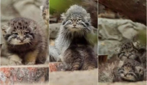 Новорожденные малыши манула показались посетителям в новосибирском зоопарке